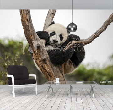 Picture of Giant Baby Panda Hanging on a Tree